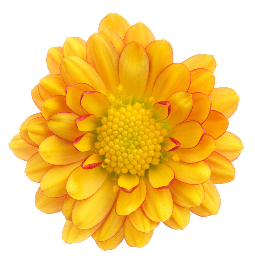 Chrysanthemum #6 Photograph by Vidok