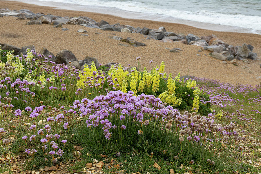 Coastal wildflowers  #6 Photograph by Shirley Mitchell