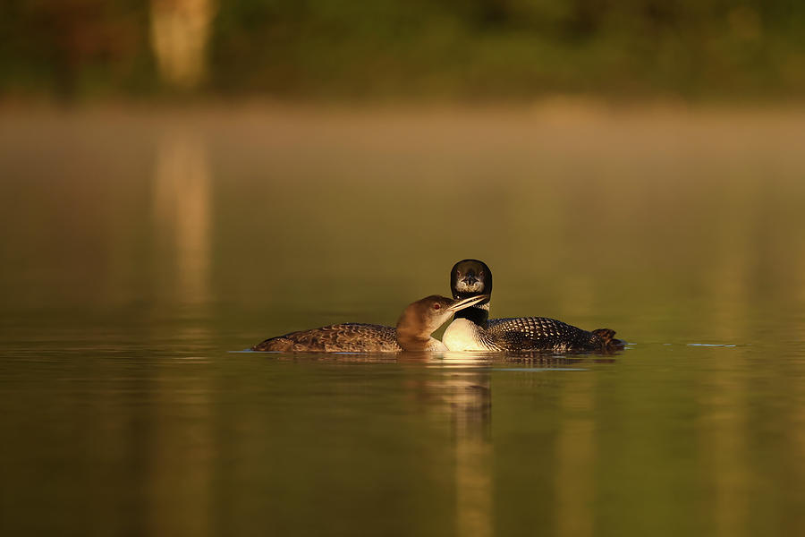 Common Loon #6 Photograph by Brook Burling