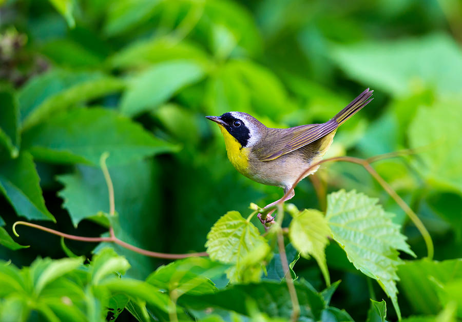 Common Yellowthroat. #6 Photograph by Dopeyden