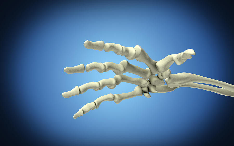 Conceptual image of bones in human hand. #6 Drawing by Stocktrek Images