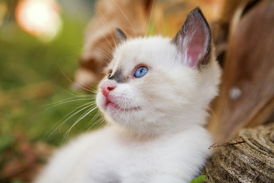 Animal Photograph - Cute 2 month old white kitten #6 by Ian Middleton