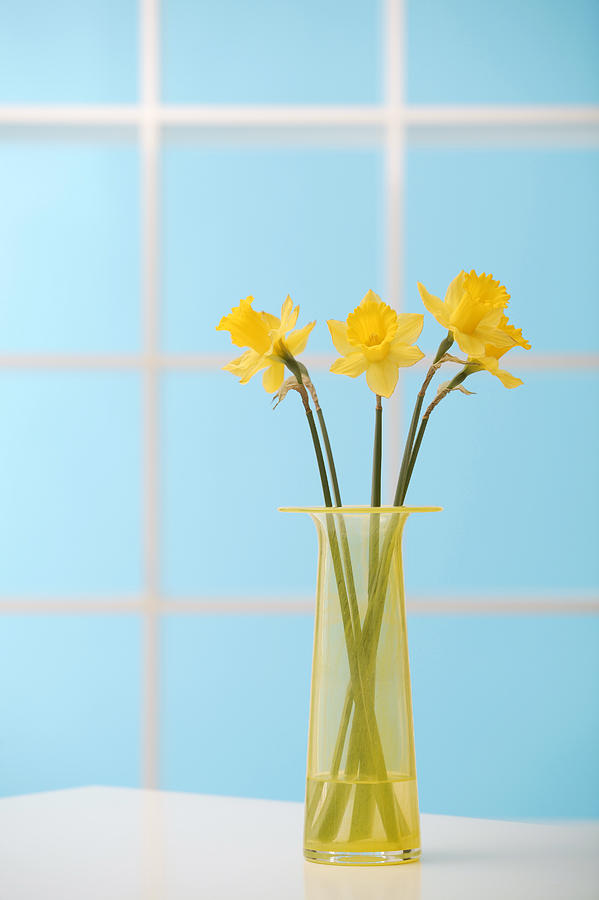 Daffodils in vase #6 Photograph by Comstock Images