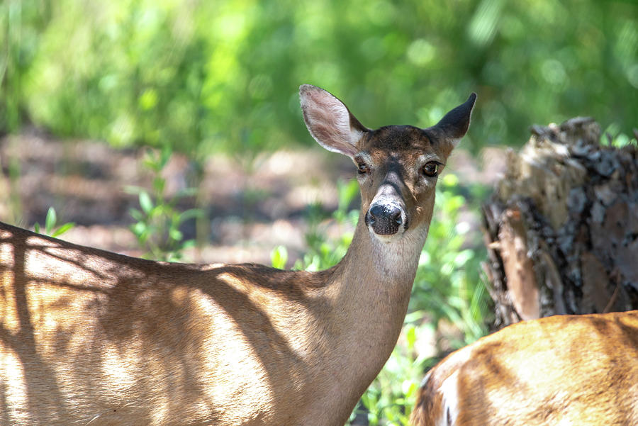Doe White Tail Deer On Hunting Island State Park South Carolina ...