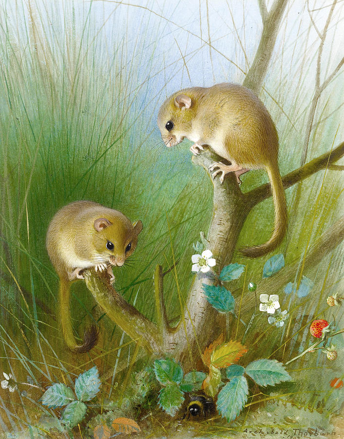 Dormice #7 Drawing by Archibald Thorburn