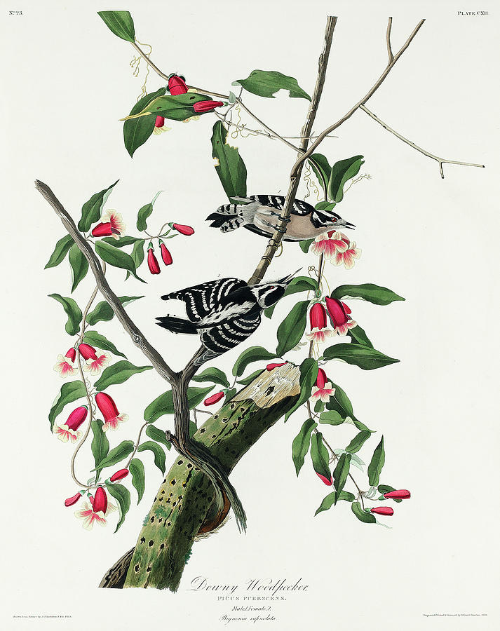 Audubon Birds Drawing - Downy Woodpecker #6 by John James Audubon
