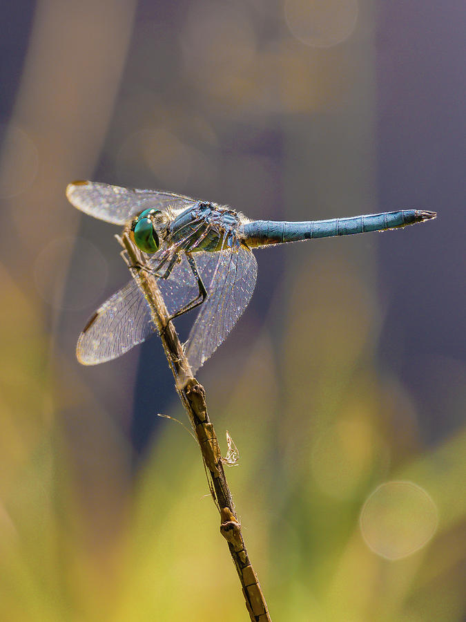 Dragonfly #6 Photograph by Mark Mille