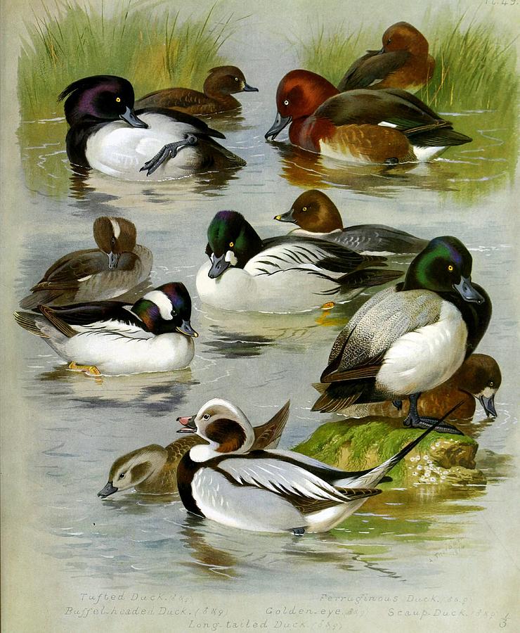 Ducks By Archibald Thorburn #6 Mixed Media by World Art Collective
