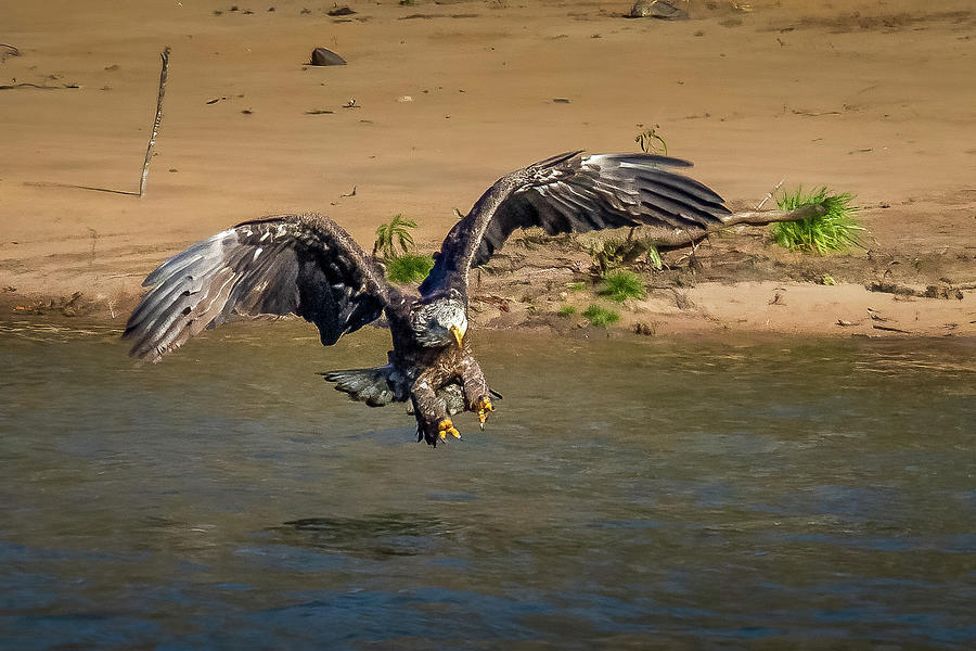 Eagle Fishing #1 Photograph by David Wagenblatt