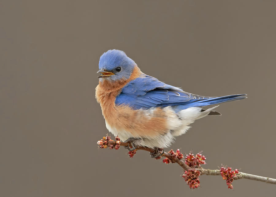 Eastern Bluebird #6 Photograph by CR Courson