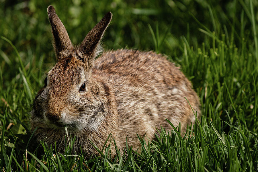 Eastern Cottontail rabbit #6 Photograph by SAURAVphoto Online Store