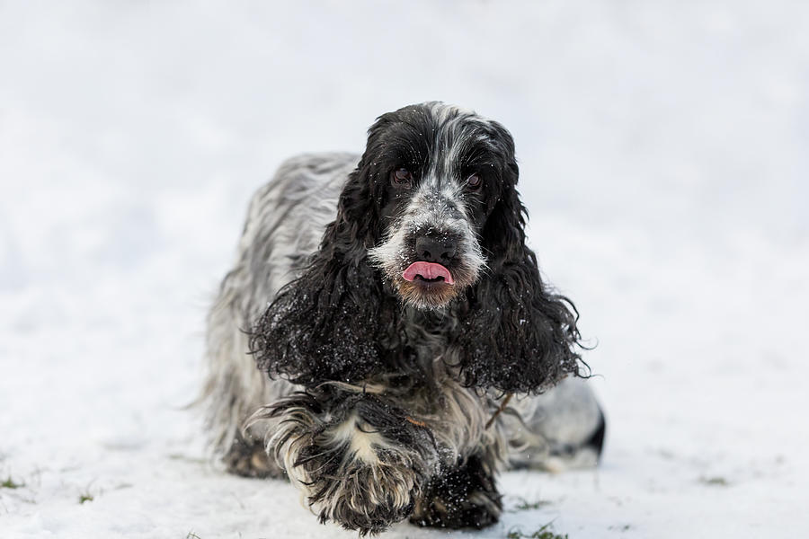 English Cocker Spaniel Dog In Snow Winter Photograph by Artush Foto ...