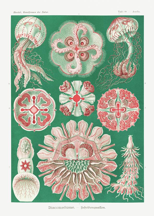 Ernst Haeckel - coral reef - sea life - shield animals Digital Art by ...