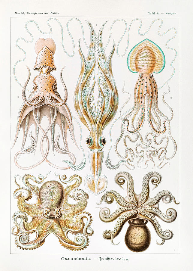Ernst Haeckel Illustrations #6 Mixed Media by World Art Collective