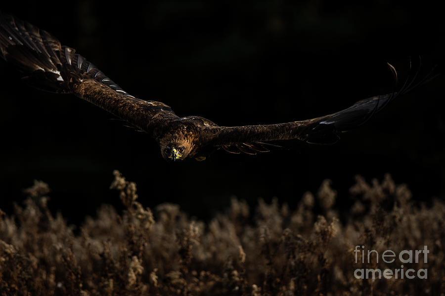 European Golden Eagle #6 Photograph by JT Lewis