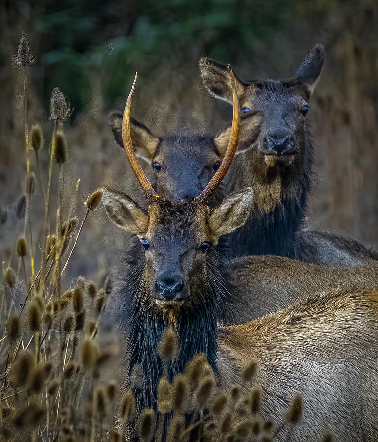 6 Eyes 2 Antlers Photograph by Bill Posner