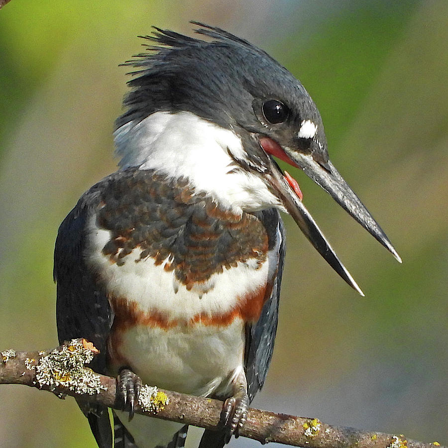 Female Belted Kingfisher Photograph By Lindy Pollard - Fine Art America