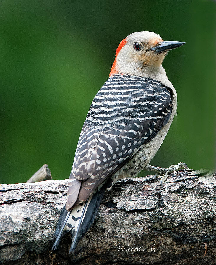 Female Red-bellied Woodpecker #6 Photograph by Diane Giurco