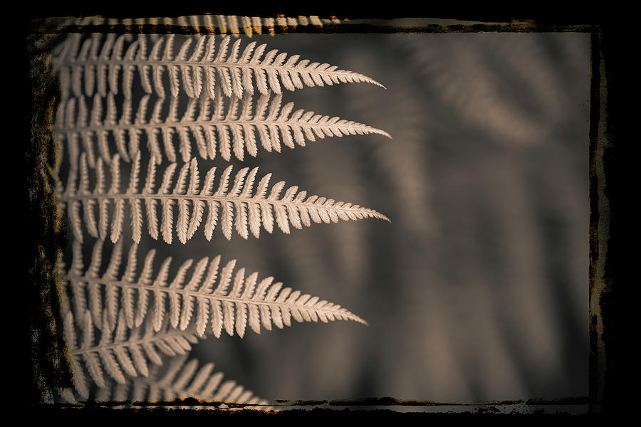 Ferns #6 Photograph by Alan Copson