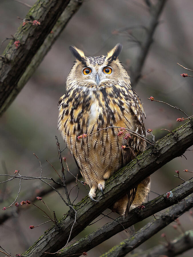 Flaco, the escaped Eurasian eagle-owl of Central Park, New York ...