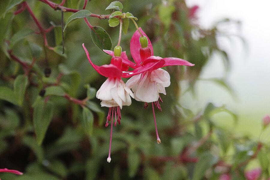 Flower #6 Photograph by John Walsh Flower #6 Photograph by John Walsh
