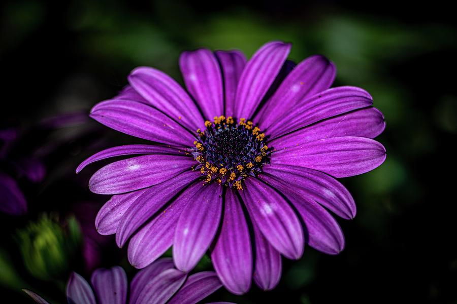 Flowers #6 Photograph by Robert Grac