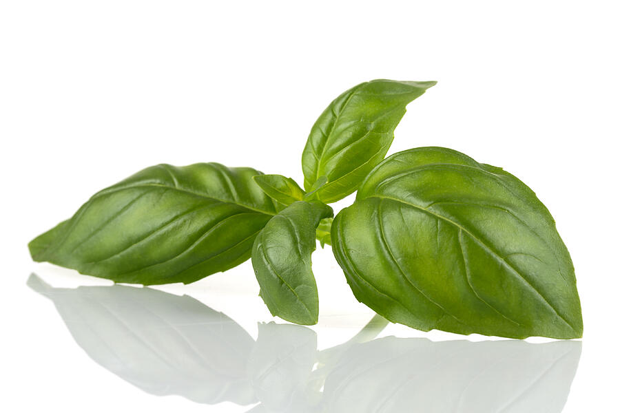 Fresh green leaf basil isolated on a white background #6 Photograph by R.Tsubin
