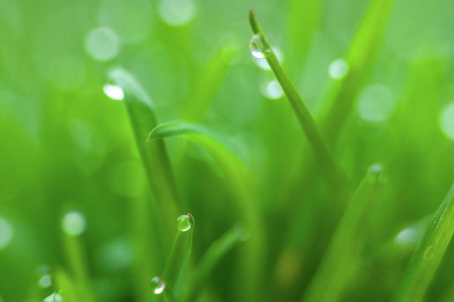 Fresh spring grass with dew drops  #6 Photograph by Alex Grichenko