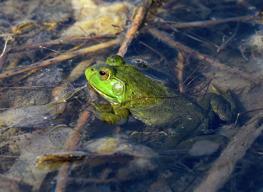 Frog Photograph by Shelly Hernandez - Fine Art America