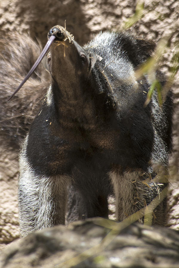 Giant Anteater #6 Photograph by Mark Newman