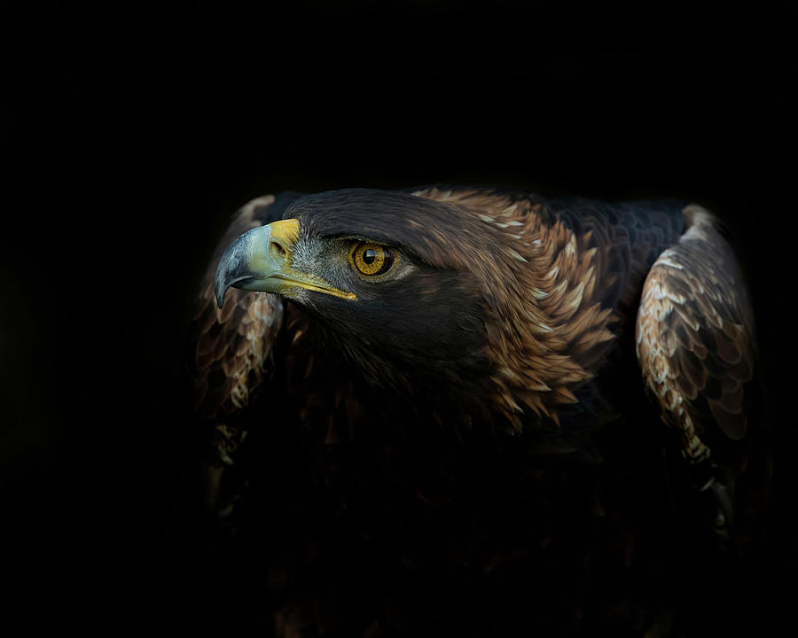 Golden Eagle #6 Photograph by CR Courson