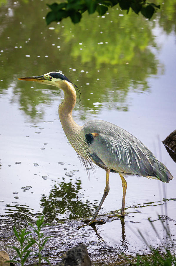 Great Blue Heron #6 Photograph by Mark Mille