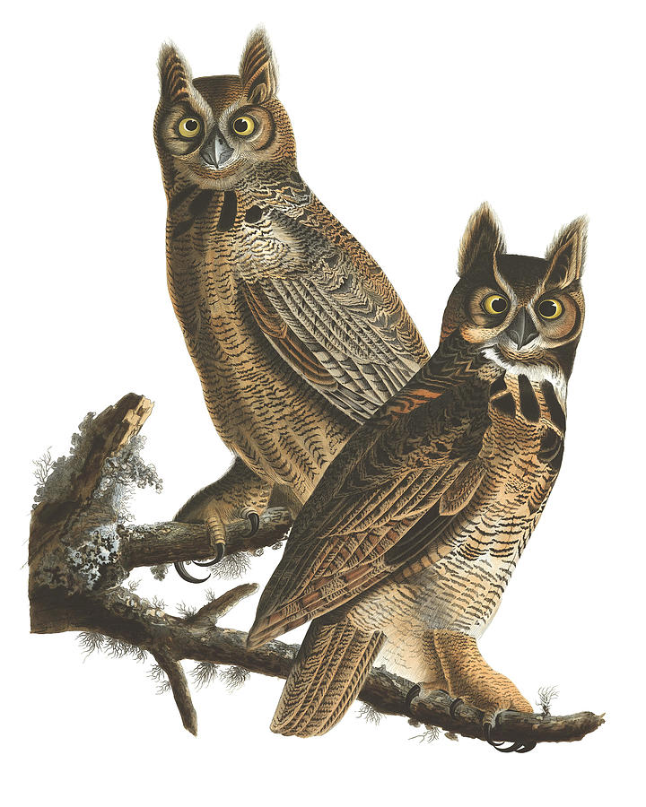 John James Audubon Drawing - Great Horned Owl by John James Audubon by Mango Art