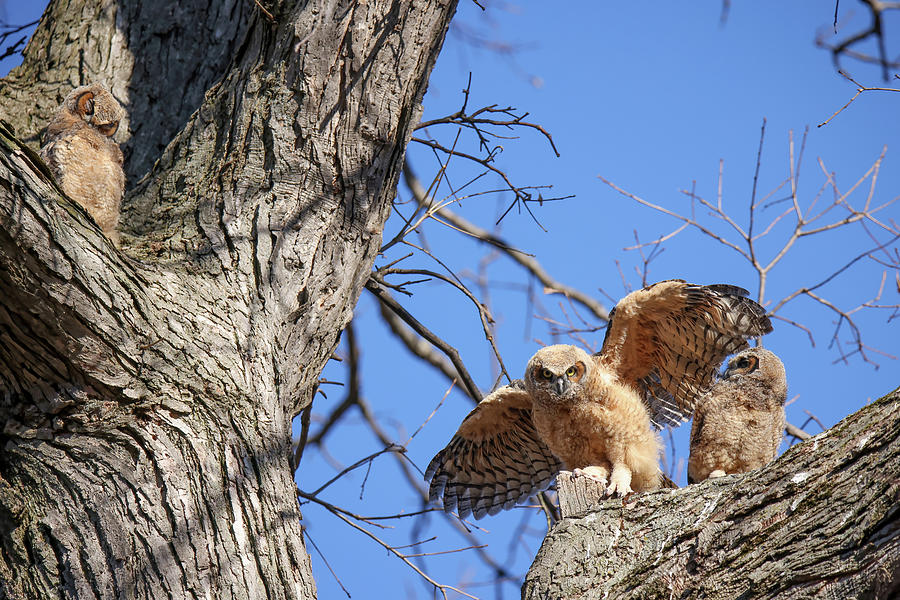 Great Horned Owlets #6 Photograph by Brook Burling
