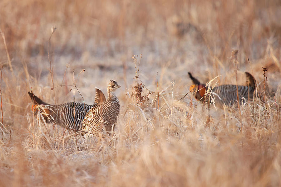 Greater Prairie Chicken #6 Photograph by Brook Burling