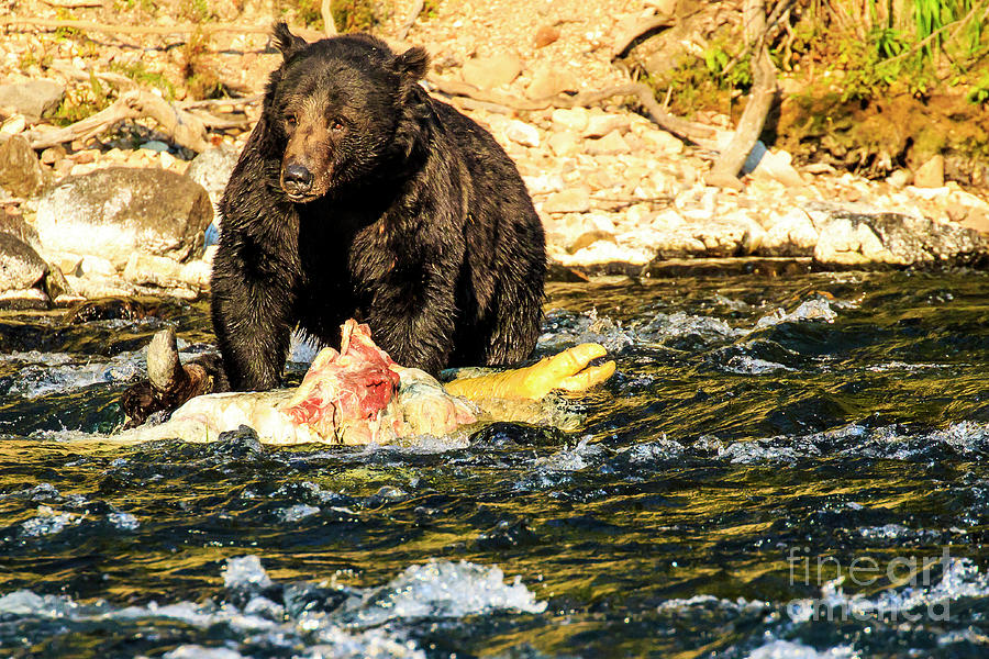 Grizzly Bear Yellowstone River #6 Photograph by Ben Graham