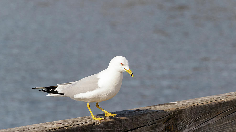 Gull On A Wooden Beam Photograph By SAURAVphoto Online Store - Fine Art ...