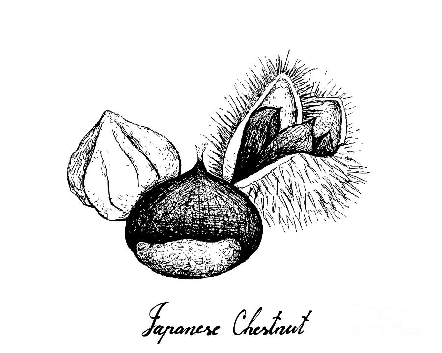 Hand Drawn of Japanese Chestnuts on White Background Drawing by Iam Nee