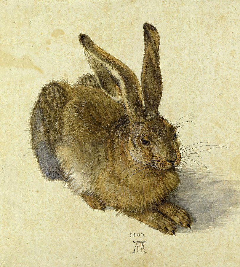 Albrecht Durer Painting - Hare #6 by Albrecht Durer