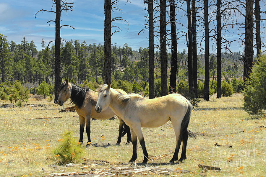 Heber Wild Horse #6 Digital Art by Tammy Keyes