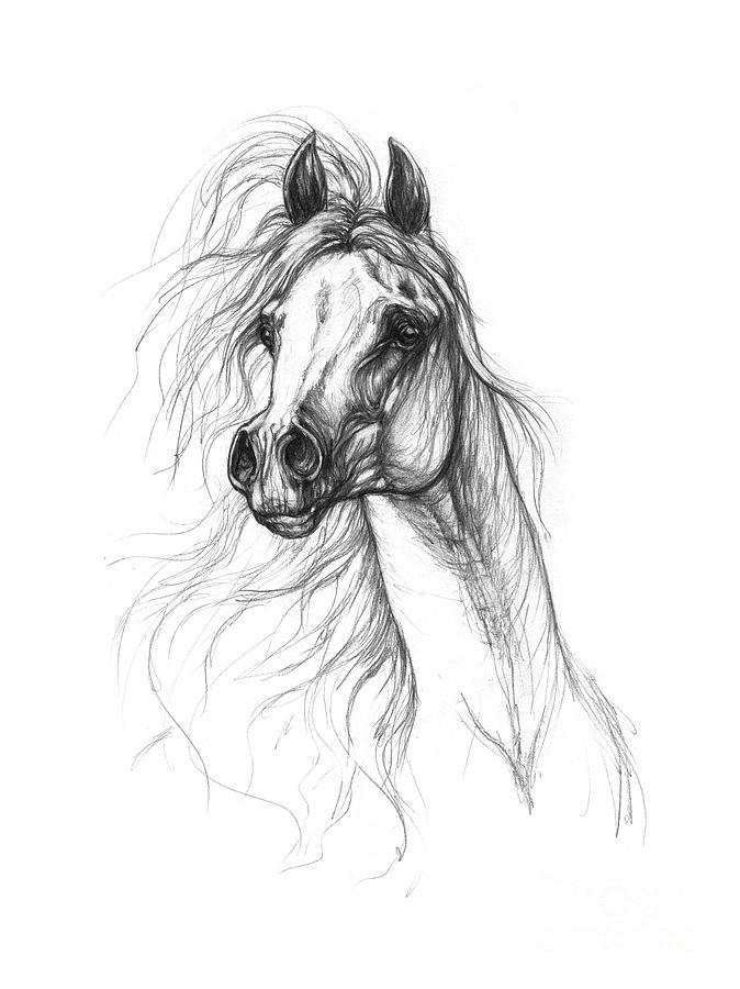Arabian stallion horse head sketch • wall stickers fast horse, racehorse,  filly | myloview.com