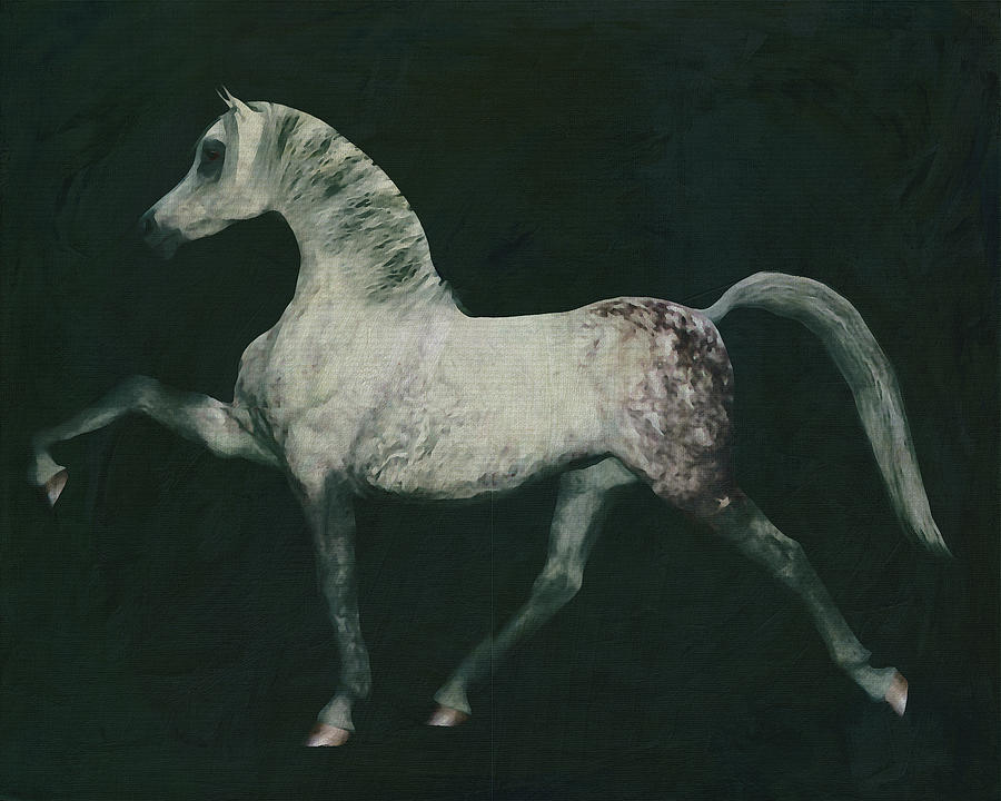 Horses -White horse doing dressage exercise #6 Painting by Jan Keteleer