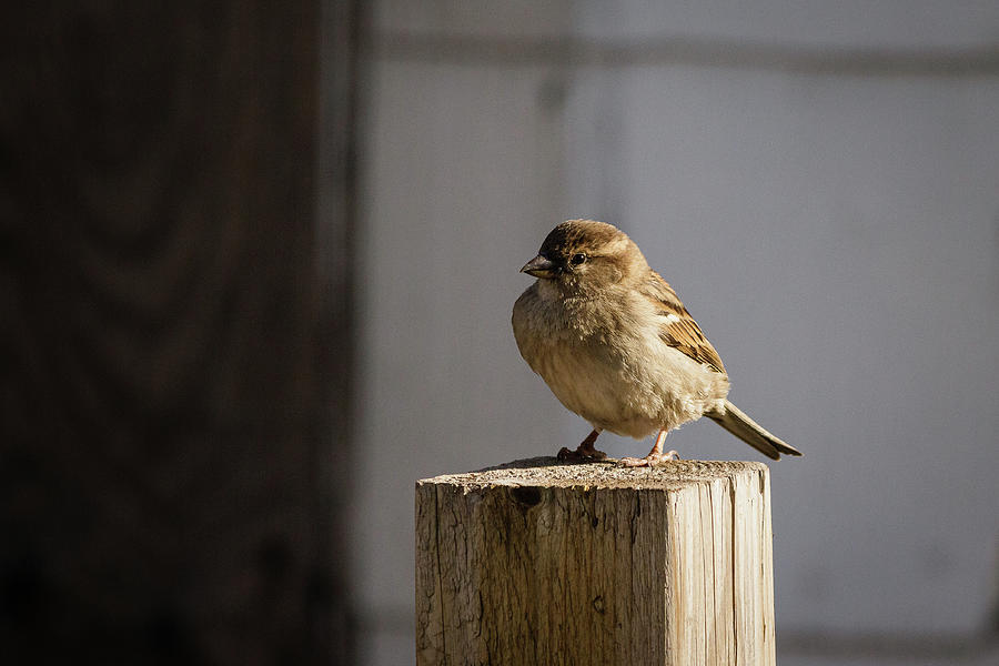 House Sparrow on a fence post #6 Photograph by SAURAVphoto Online Store