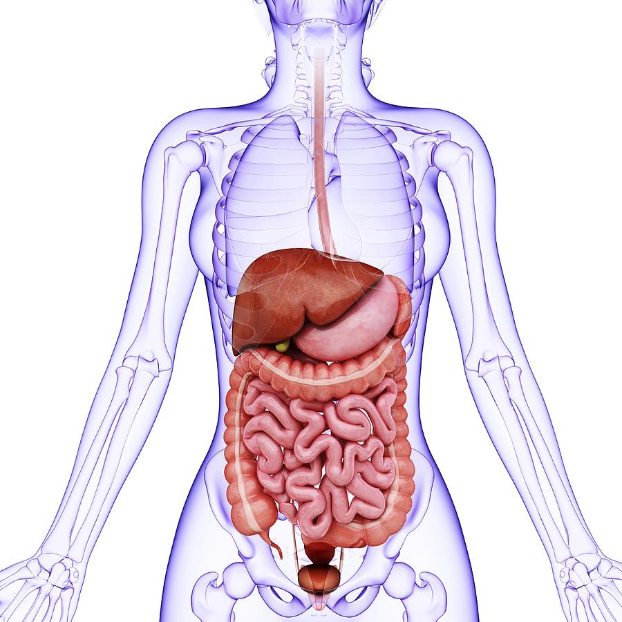 Human digestive system, artwork #6 Drawing by Pixologicstudio