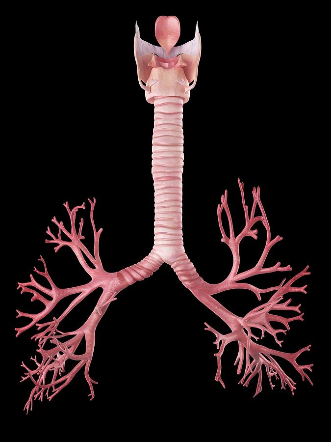 Human lung bronchi #6 Drawing by Sebastian Kaulitzki/science Photo Library Human lung bronchi #6 Drawing by Sebastian Kaulitzki/science Photo Library
