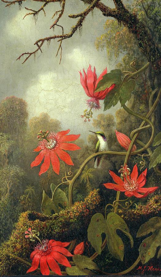 Hummingbird and Passion Flowers Painting by Martin Johnson Heade