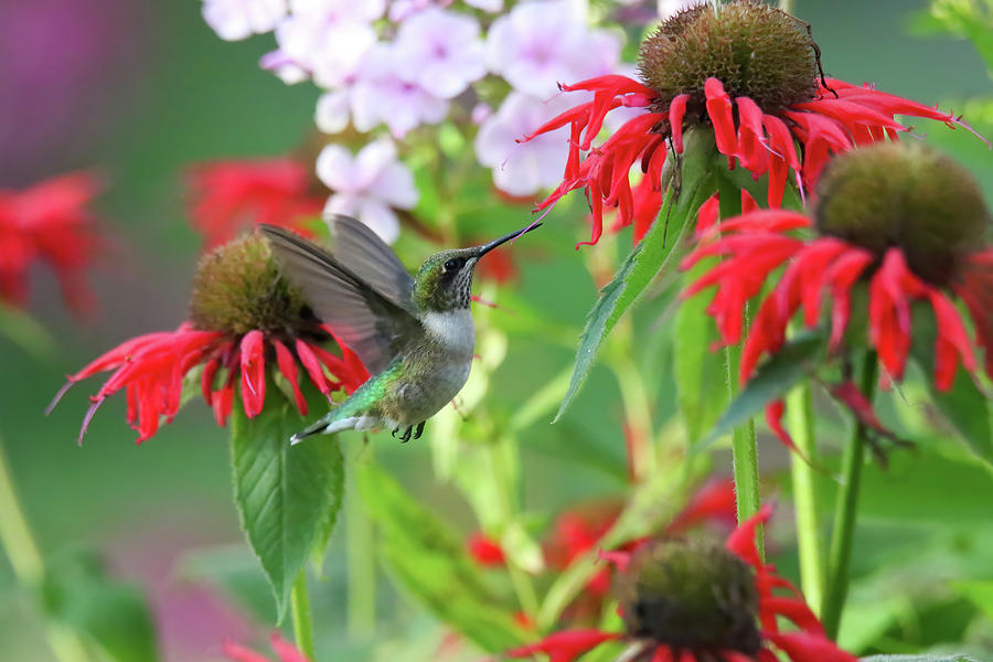 Hummingbird  #6 Photograph by Brook Burling