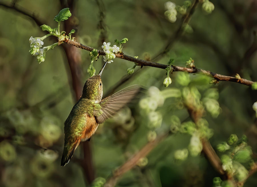 Hummingbird #2 Photograph by Ernest Echols