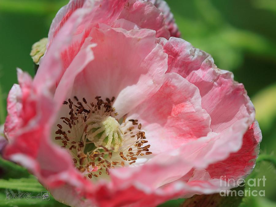 Iceland Poppy from the Garden Gnome Mix #2 Photograph by J McCombie