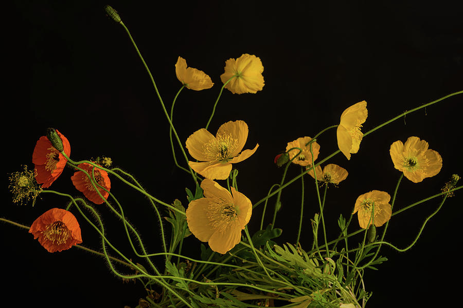 Iceland Poppy Papaver Nudicaule Champagne Bubbles Photograph By